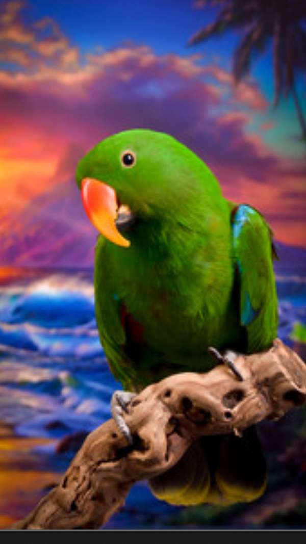 eclectus-parrots-parrot-for-sale-in-longview-wa