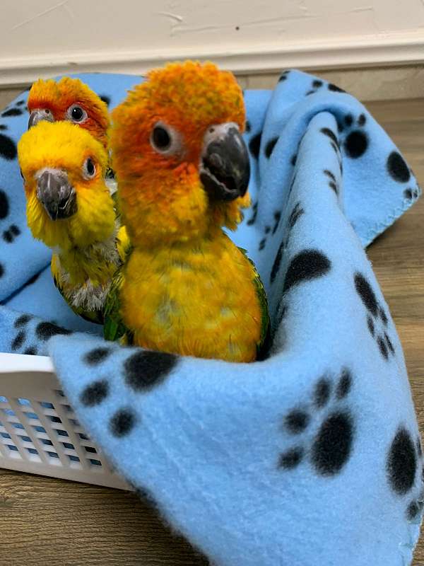 sun-conure-for-sale-in-flower-mound-tx