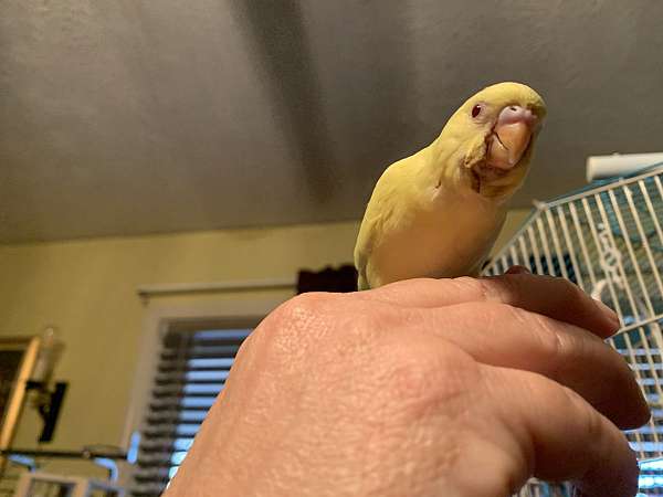 budgerigar-parakeet-for-sale-in-fayetteville-nc