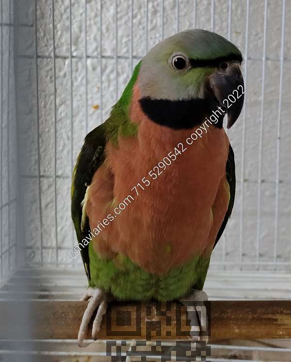 aggressive-tame-parakeet-for-sale