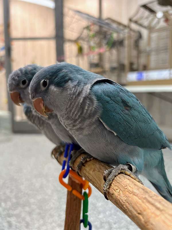 opaline-bird-for-sale-in-flower-mound-tx