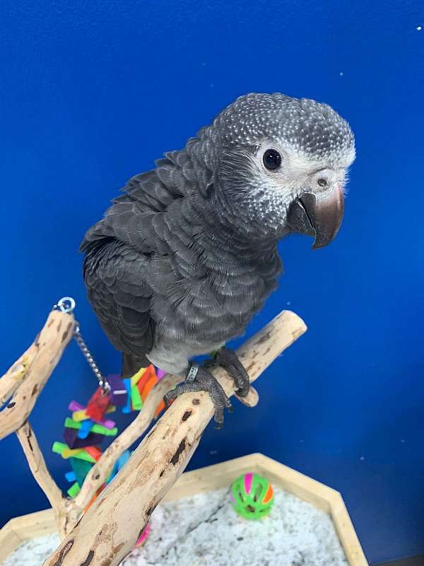 timneh-african-grey-parrot-for-sale-in-flower-mound-tx