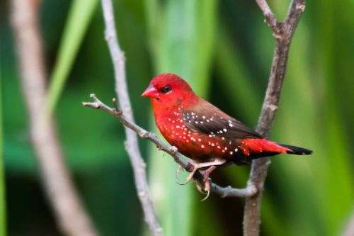 strawberry-finch-for-sale-in-flower-mound-tx
