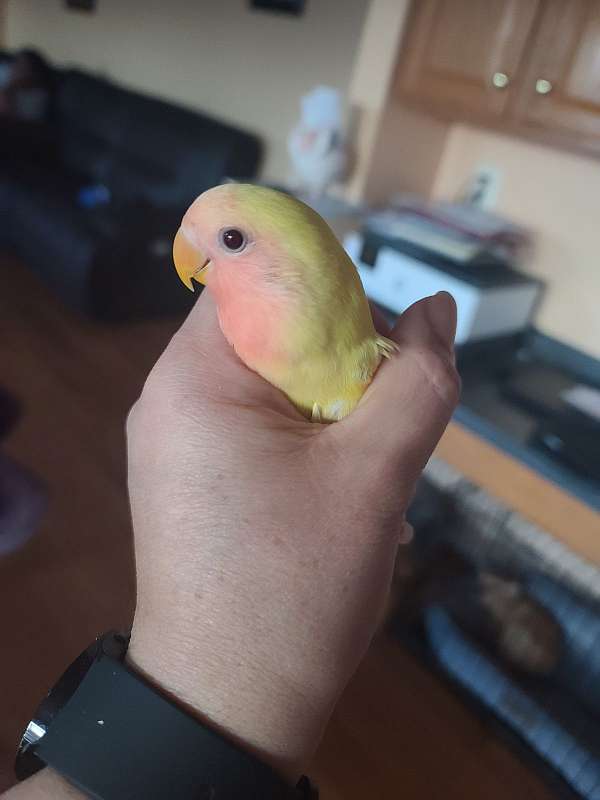 lovebird-for-sale