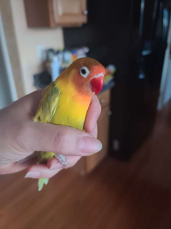 lovebird-for-sale