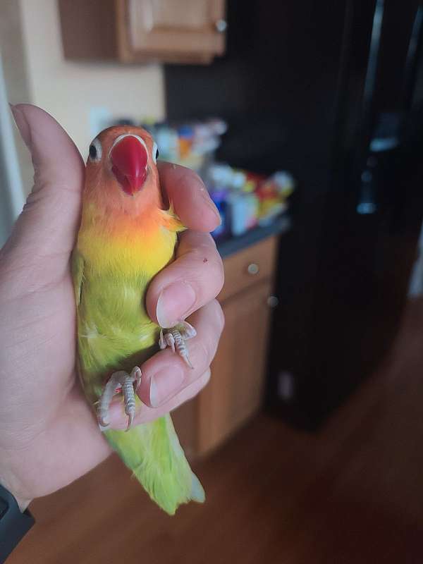 lovebird-for-sale