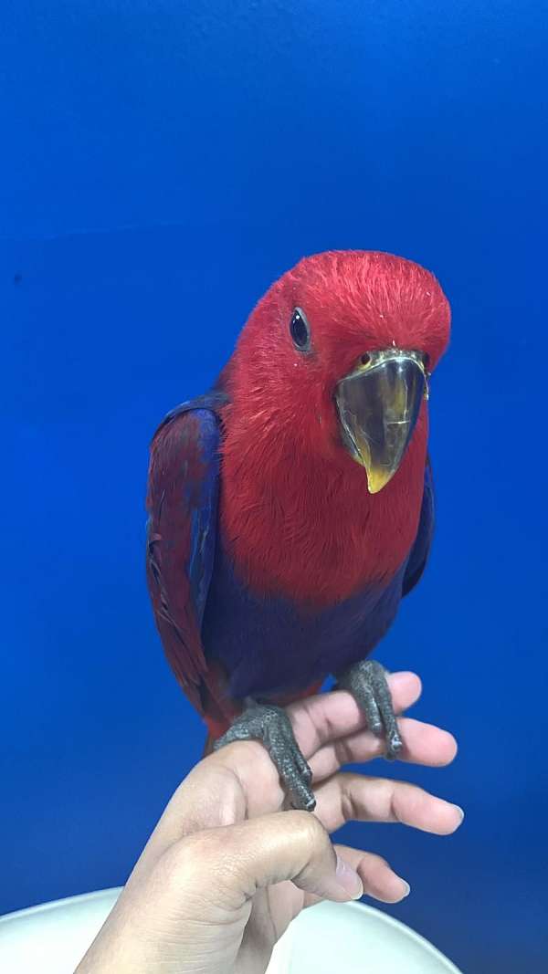 companion-pet-solomon-island-eclectus-parrots-for-sale