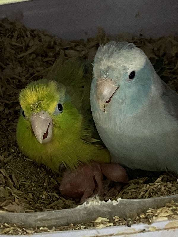 pacific-parrotlet-for-sale-in-beach-lake-pa