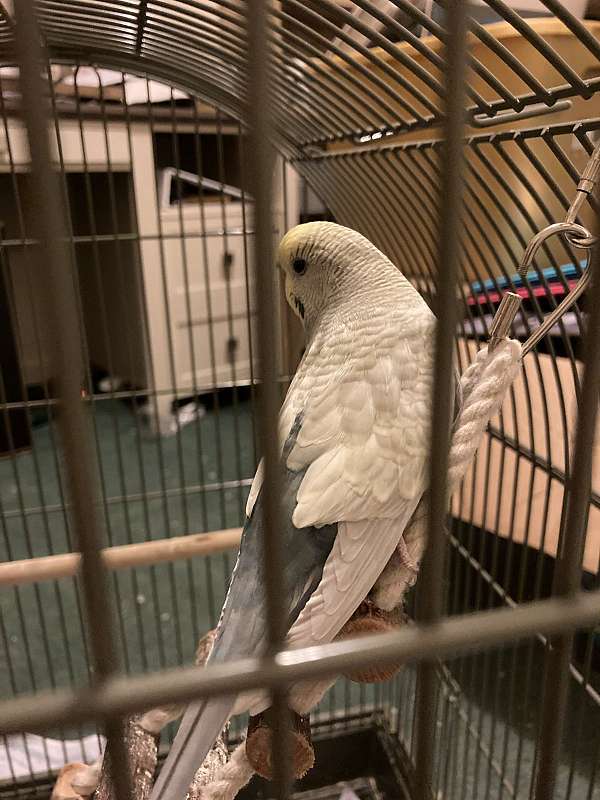 parakeet-for-sale-in-gainesville-ga