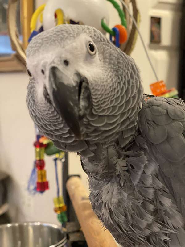 african-grey-parrot-for-sale-in-hudson-oh