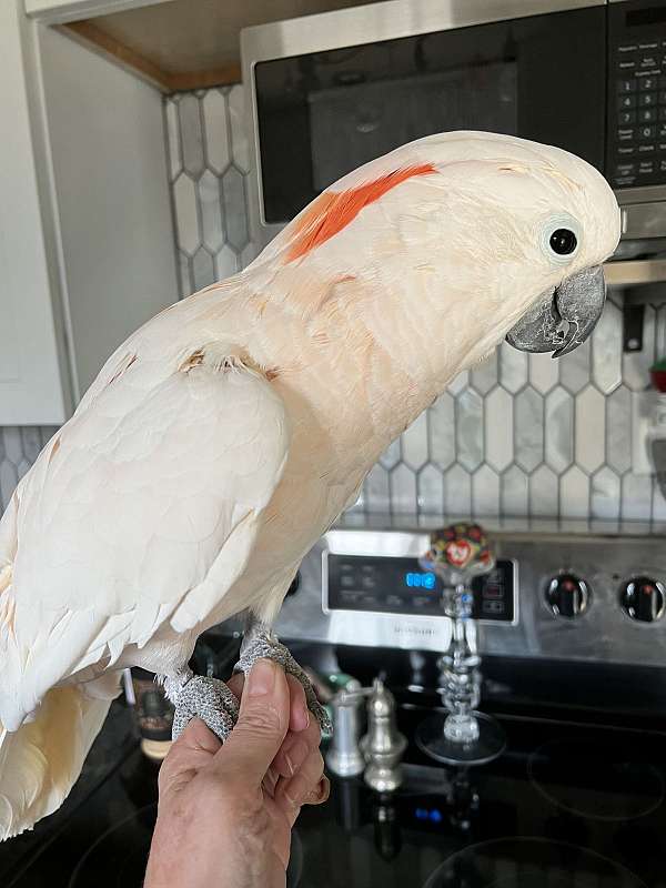 cockatoo-moluccan-cockatoo-for-sale-in-raleigh-nc