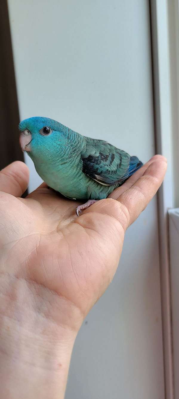 lineolated-parakeet-bird-for-sale