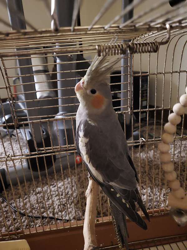 cockatiel-for-sale-in-bothell-wa