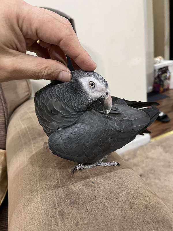 grey-bird-for-sale-in-columbia-md