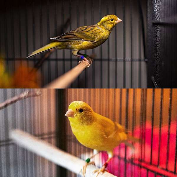 canary-for-sale-in-duluth-ga