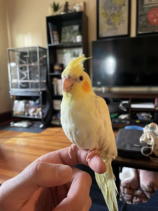 cockatiel-for-sale-in-braintree-ma