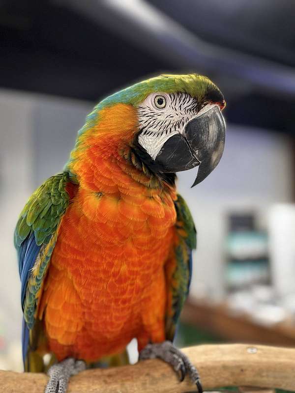 hybrid-macaw-for-sale