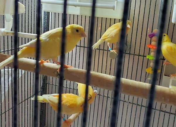 canary-for-sale-in-mesa-az