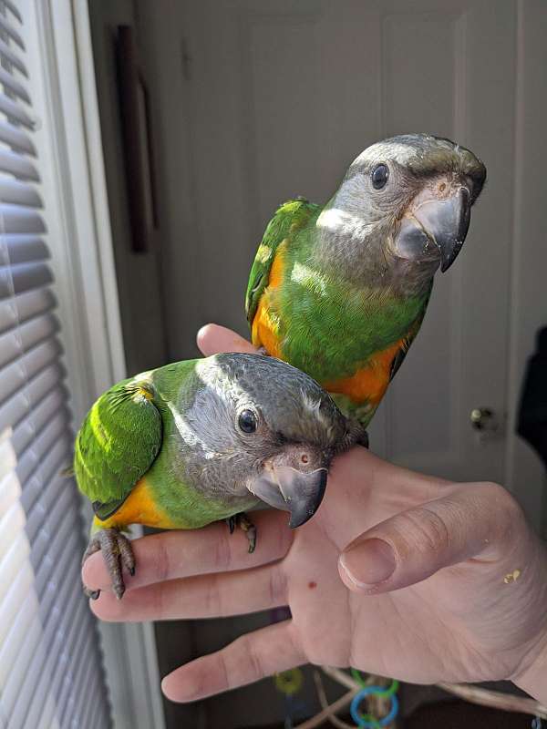 mixed-senegal-poicephalus-parrots-for-sale