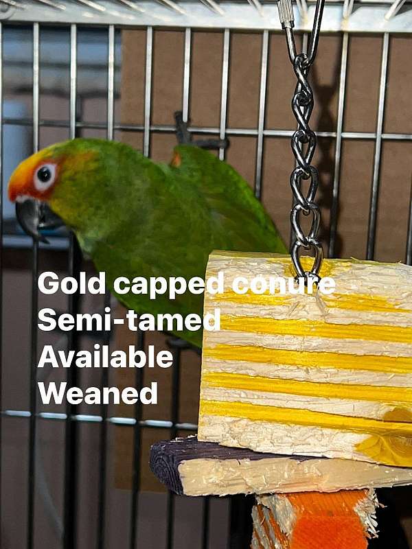 gold-green-bird-for-sale-in-cherry-hill-nj