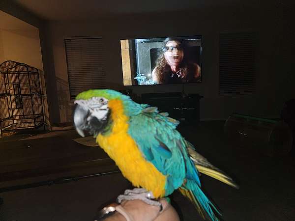macaw-for-sale-in-round-rock-tx