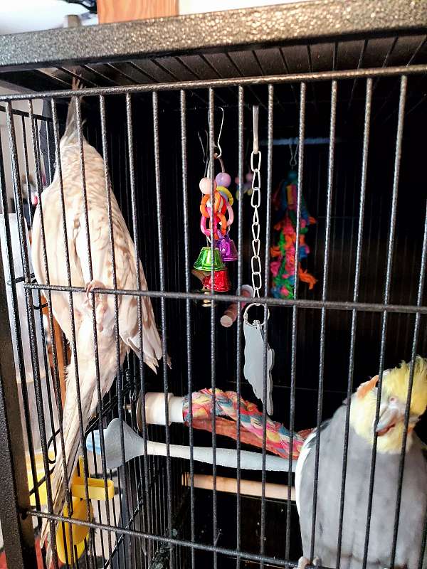large-bonded-pair-rescue-bird-for-sales