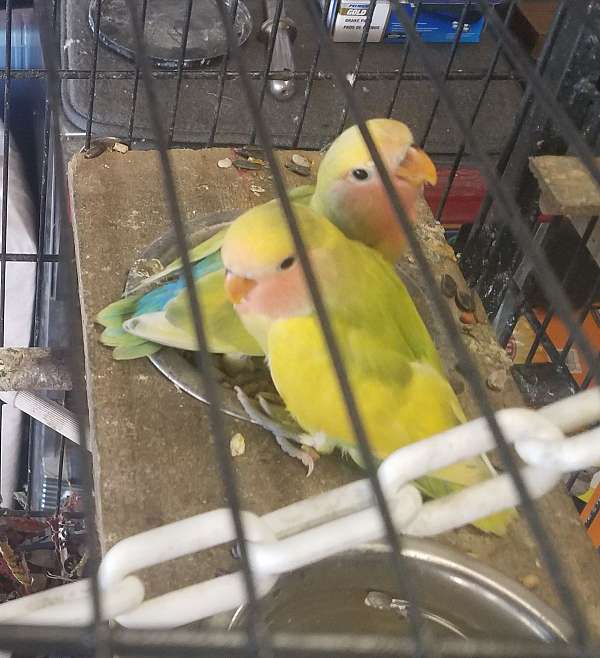 mixed-lutino-peach-bird-for-sale