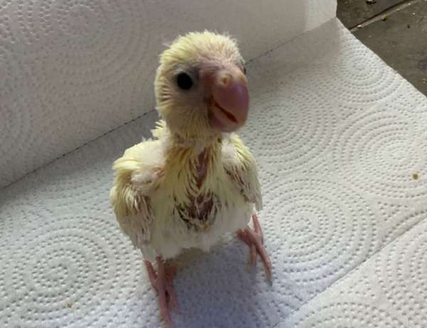 red-caique-for-sale