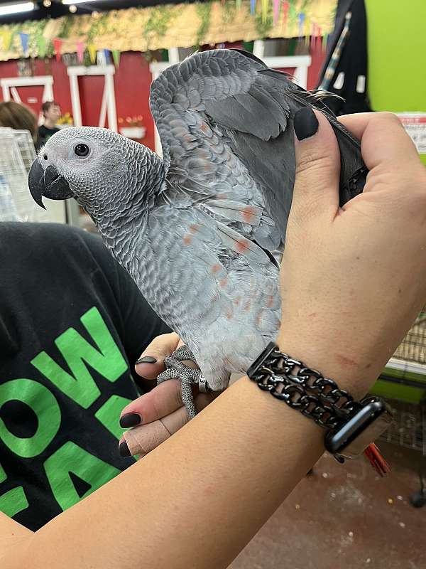 grey-bird-for-sale-in-lodi-nj
