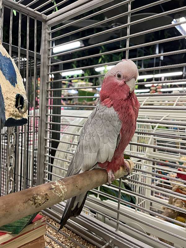 rose-breasted-cockatoo-for-sale-in-lodi-nj