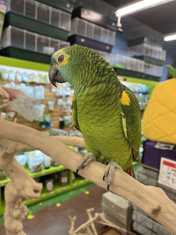 blue-front-amazon-parrot-for-sale-in-lodi-nj