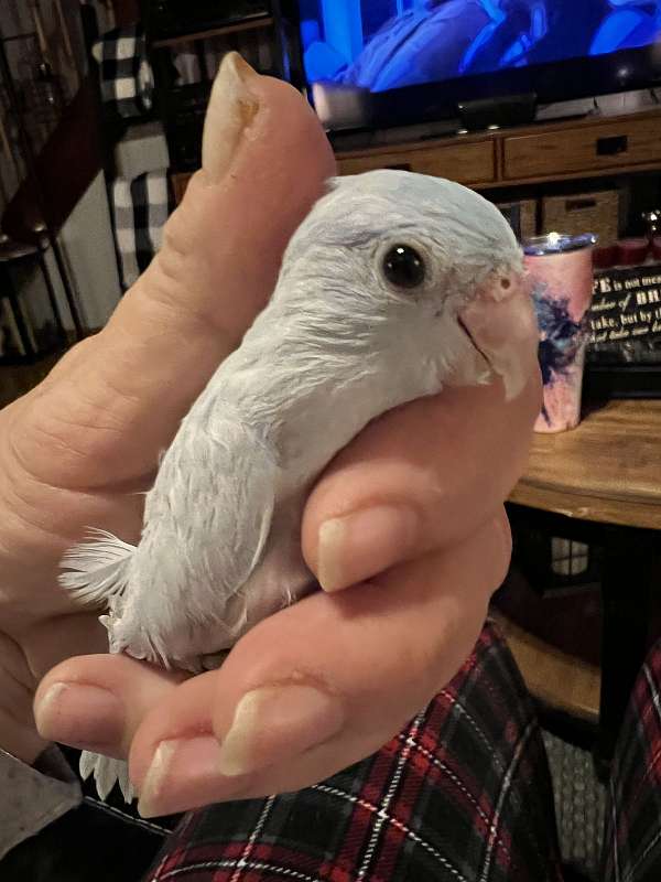 parrotlet-for-sale-in-hampshire-il