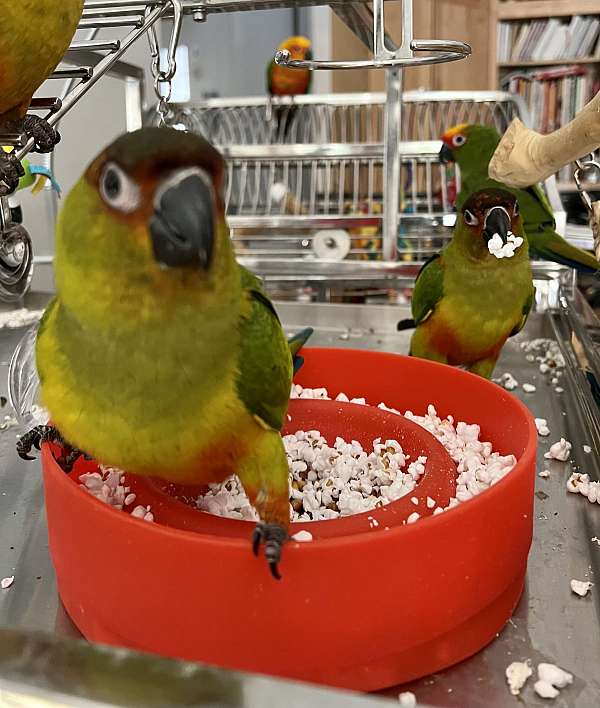 handfed-conure-parrot-for-sale