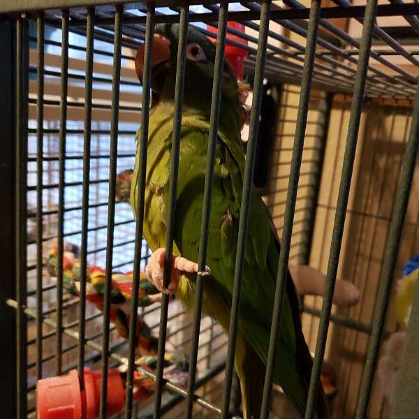 blue-crown-conure-for-sale-in-chestertown-md