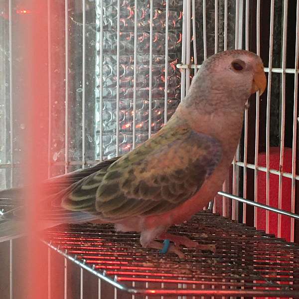 pastel-bird-for-sale-in-central-point-or