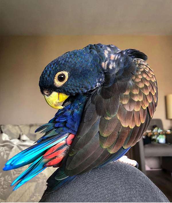 pionus-parrots-for-sale