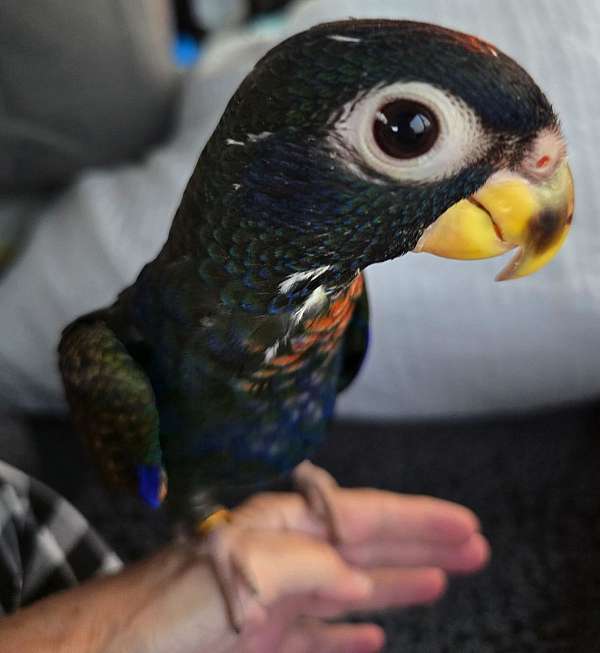 small-pionus-parrots-for-sale