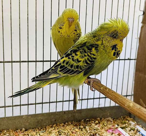 budgerigar-parakeet-for-sale