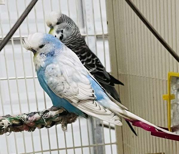 budgerigar-parakeet-for-sale