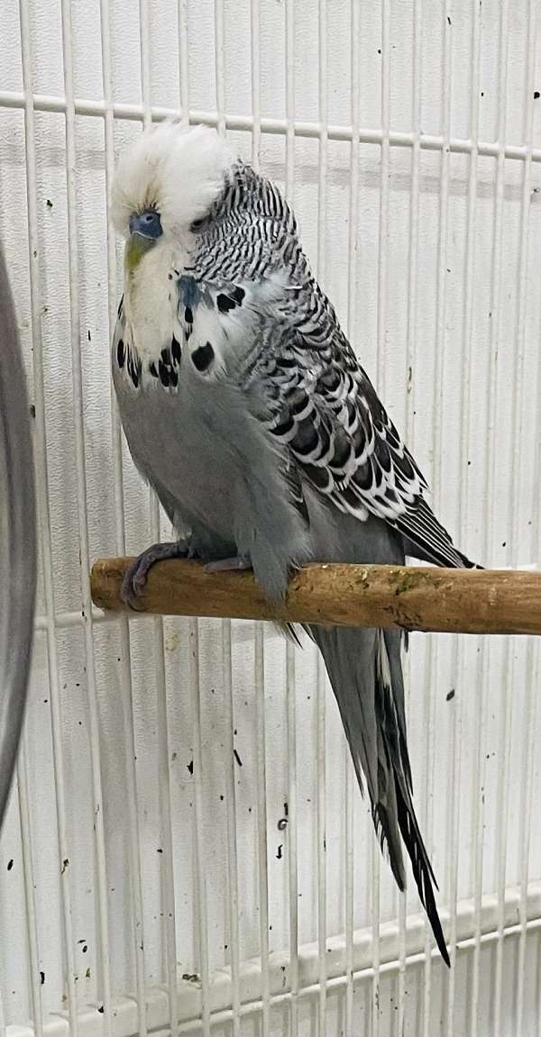 budgerigar-parakeet-for-sale