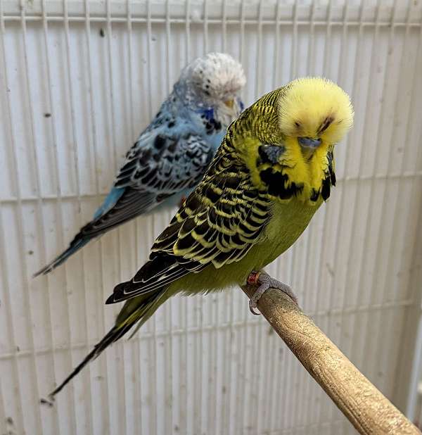 budgerigar-parakeet-for-sale