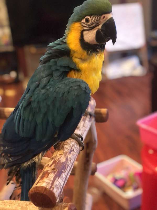 blue-gold-macaw-for-sale-in-indianola-ia