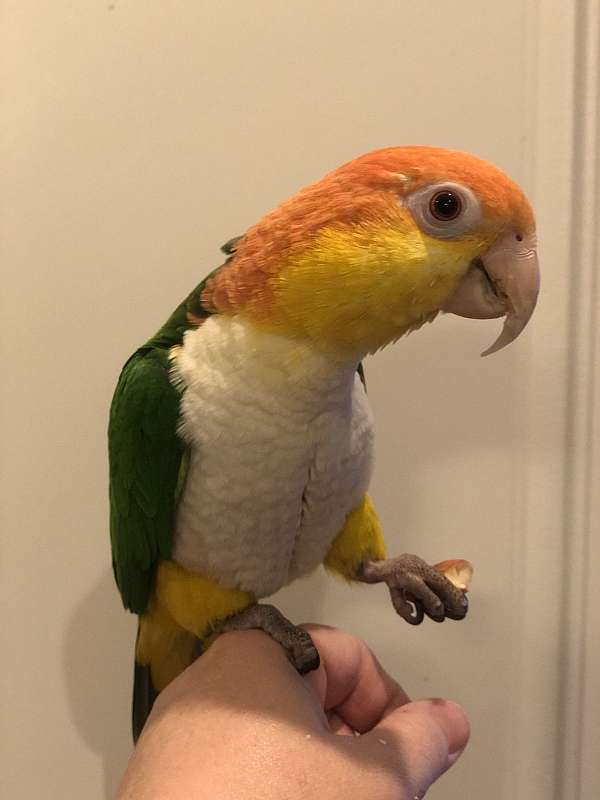 white-bellied-caique-for-sale-in-indianola-ia