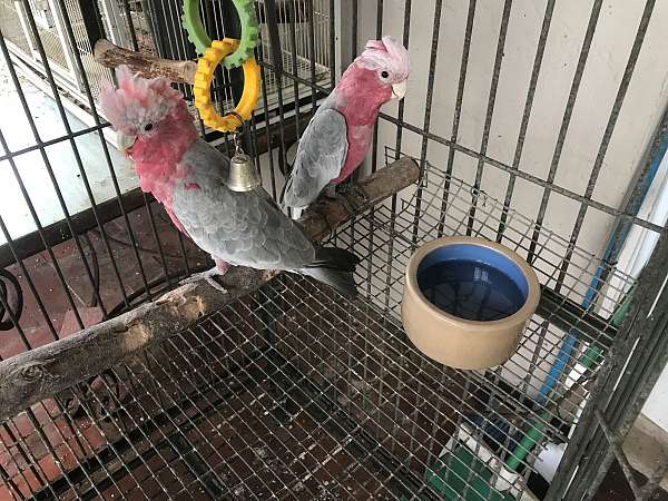 pink-rose-breasted-cockatoo-for-sale