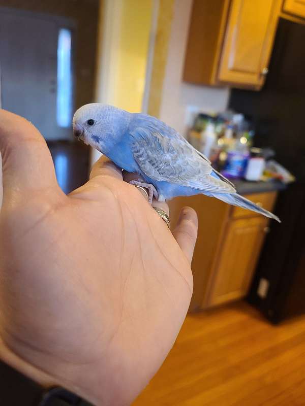 parakeet-for-sale