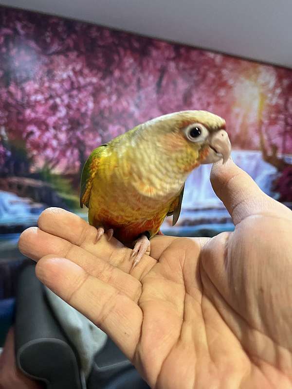 conure-for-sale