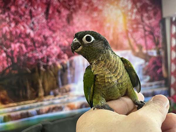 cute-tame-bird-for-sale-in-columbia-md