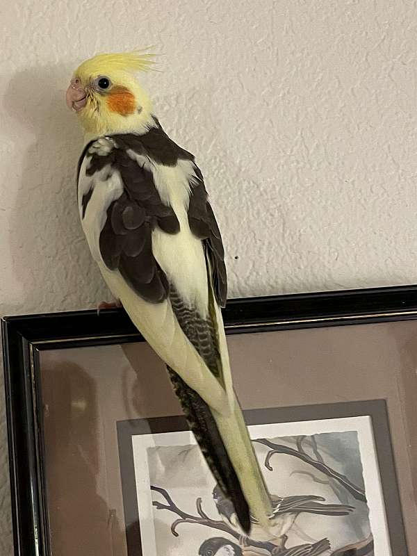 yellow-cockatiel-for-sale