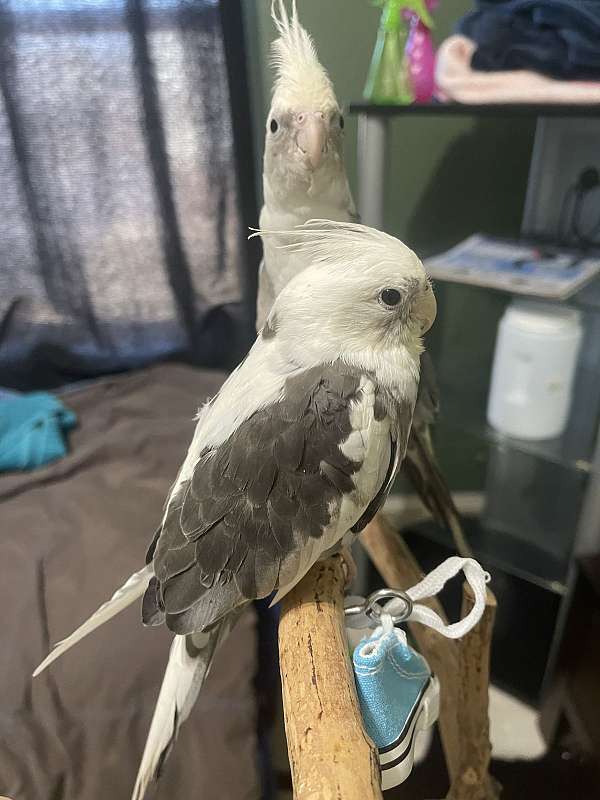 grey-white-cockatiel-for-sale