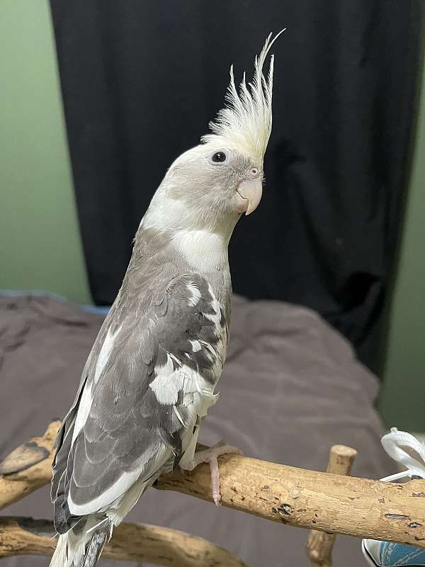 grey-white-bird-for-sale